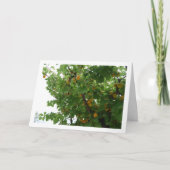 Abrikozenfruit op boomportret kaart (Voorkant)