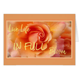 Abrikozenperzik Roos Flower Close-up Foto