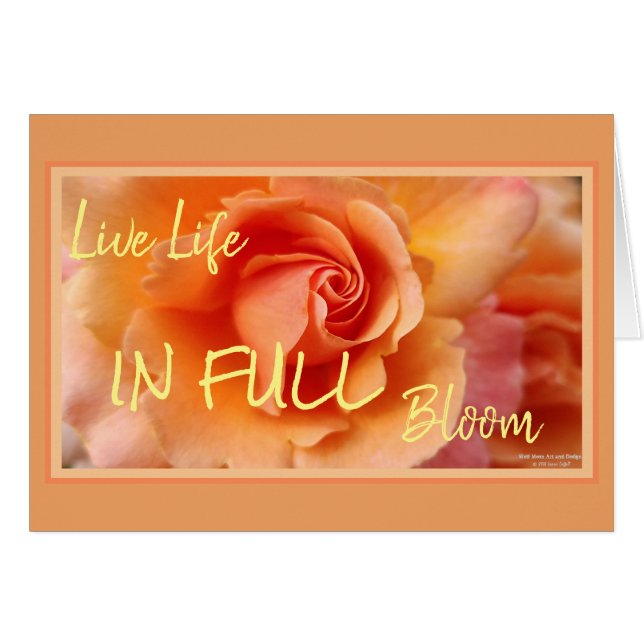 Abrikozenperzik Roos Flower Close-up Foto (Voorkant Horizontaal)