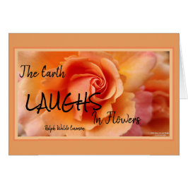 Abrikozenperzik Roos Flower Close-up Foto