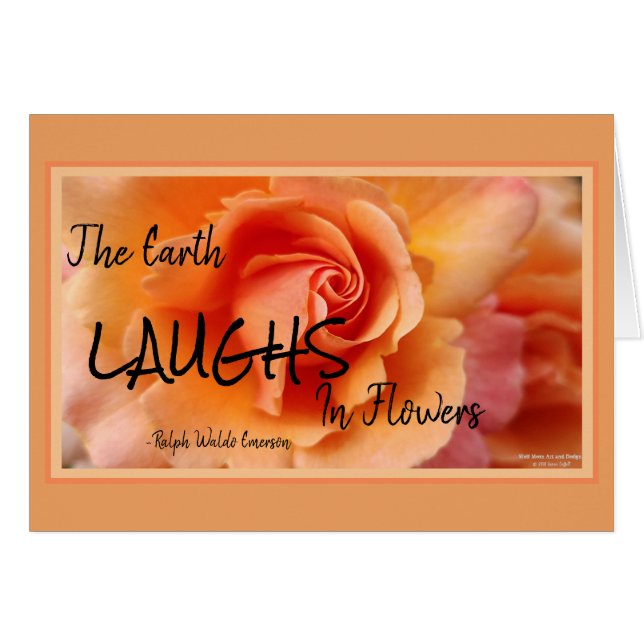 Abrikozenperzik Roos Flower Close-up Foto (Voorkant Horizontaal)