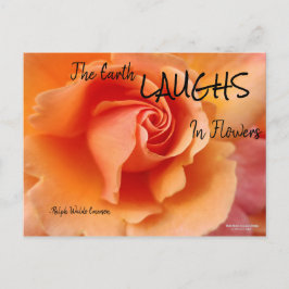 Abrikozenperzik Roos Flower Close-up Foto Briefkaart