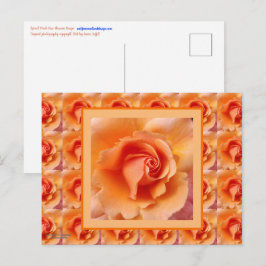 Abrikozenperzik Roos Flower Close-up Foto Briefkaart