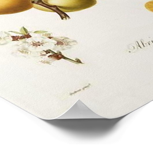  AbrikozenPoster Poster (Hoek)