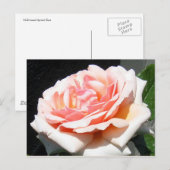 AbrikozenRoos Briefkaart (Voorkant / Achterkant)
