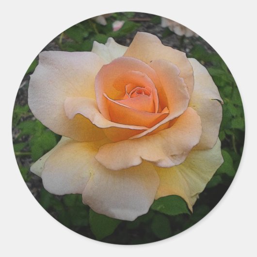 AbrikozenRoos Ronde Sticker (Voorkant)
