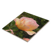 AbrikozenRoos Tegeltje (Zijkant)