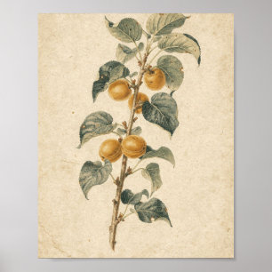 Abrikozentak met rijp fruit botanische kunst poster