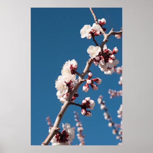 Abriot bloesems poster (Voorkant)