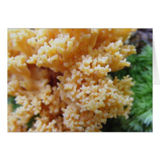Abriot Coral Fungi