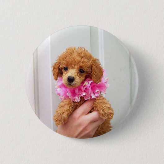 Abriot Poodle Dog Pinback Button (Voorkant)
