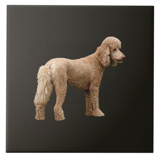 Abriot Poodle Tegeltje (Voorkant)