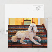 Abriot Standard Poodle - Bocelli Briefkaart (Voorkant / Achterkant)