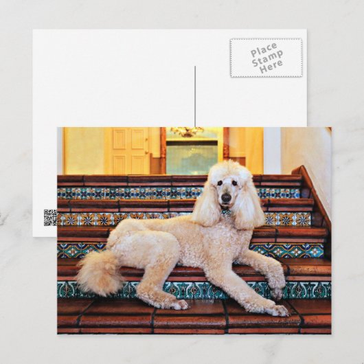 Abriot Standard Poodle - Bocelli Briefkaart (Voorkant / Achterkant)