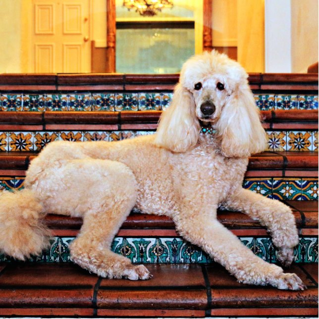 Abriot Standard Poodle - Bocelli Staand Fotobeeldje (Voorkant)