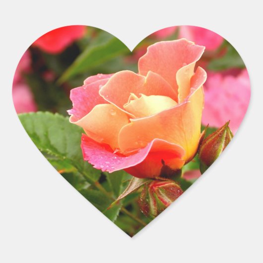 Abriot zalmroze Rose Hart Sticker (Voorkant)