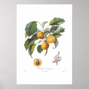 Abrito-Albergia de Montgamet Poster