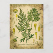 Absinthe Botanische Collage Briefkaart (Voorkant)
