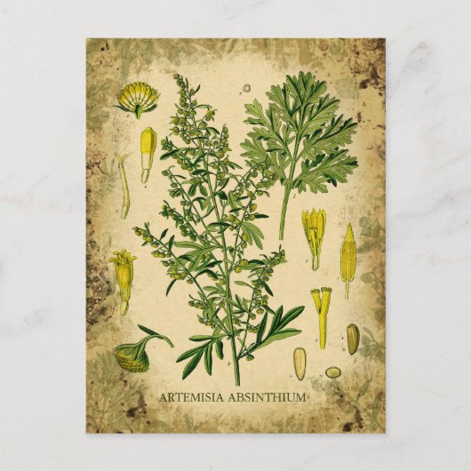 Absinthe Botanische Collage Briefkaart (Voorkant)