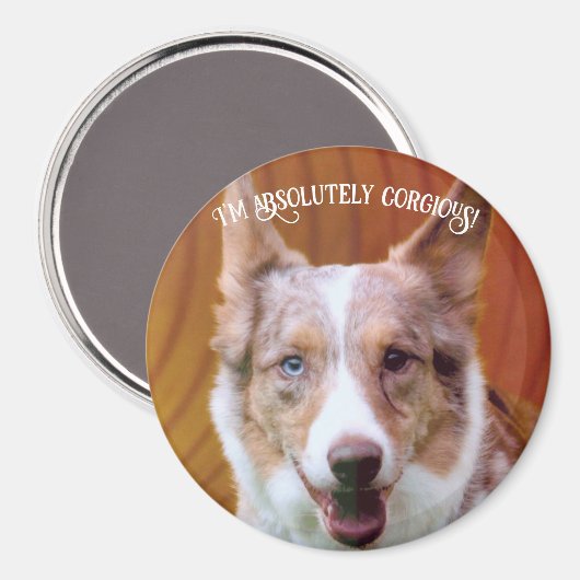 "Absoluut Corgious!" Magneet (Voorkant / Achterkant)
