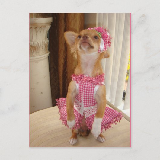 absoluut leuk chihuahuabriefkaart briefkaart (Voorkant)