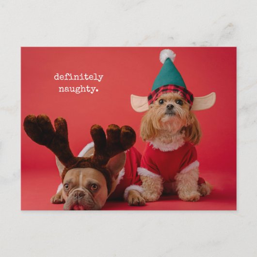 Absoluut ondeugende foto van een huisdier Schattig Feestdagenkaart (Voorkant)