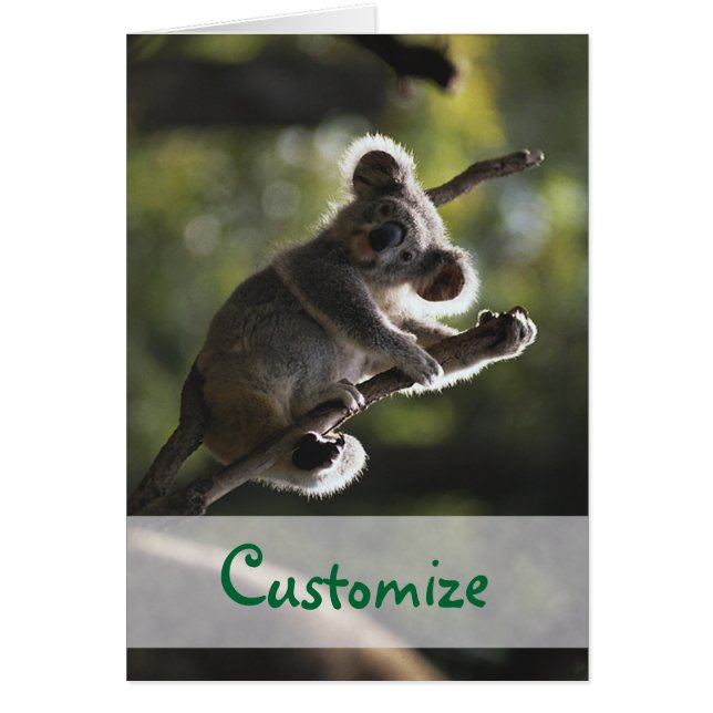 Absoluut Schattig Koala-Beer (Voorkant)