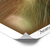 Abstract #30 poster (Hoek)