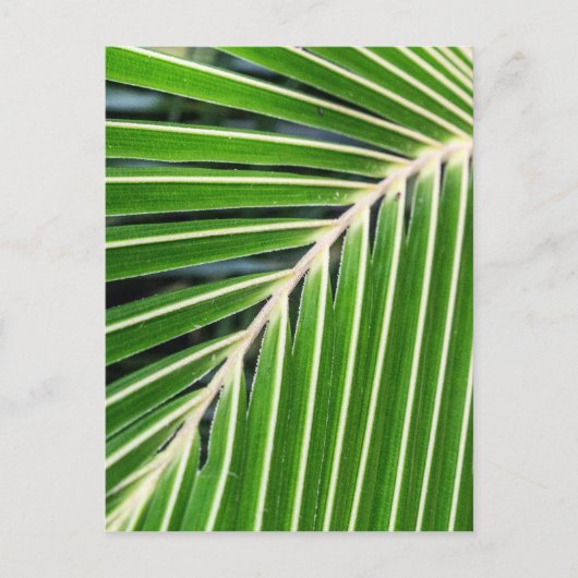 Abstract groen palm Leaf Briefkaart (Voorkant)