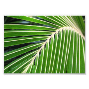 Abstract groen palm Leaf Foto Afdruk