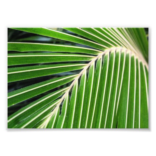 Abstract groen palm Leaf Foto Afdruk (Voorkant)