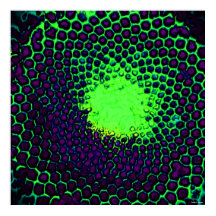 Abstract Honeycomb Design green en paars