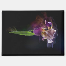Abstract Iris Flower – Elegant Floral Art Magneet