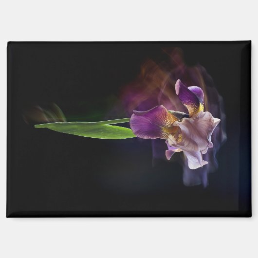 Abstract Iris Flower – Elegant Floral Art Magneet (Voorkant)