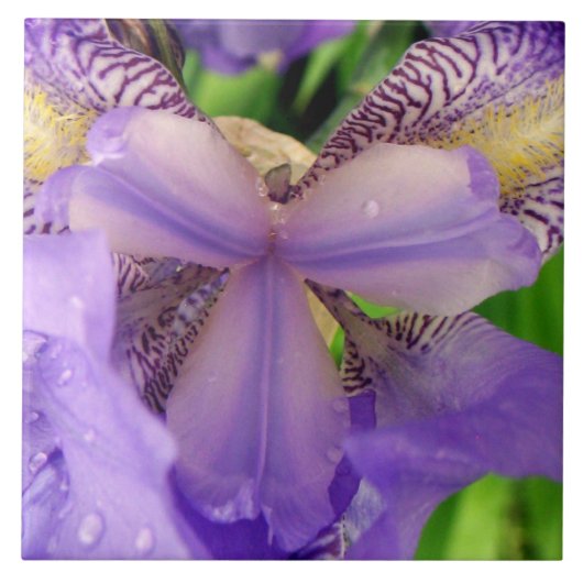 abstract Paars Lily-bloemkeramisch tegels Tegeltje (Voorkant)