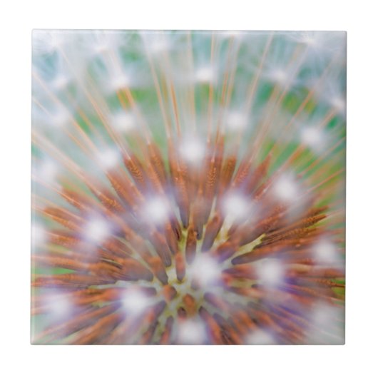 Abstract van paardenbloempluis hoofd tegeltje (Voorkant)