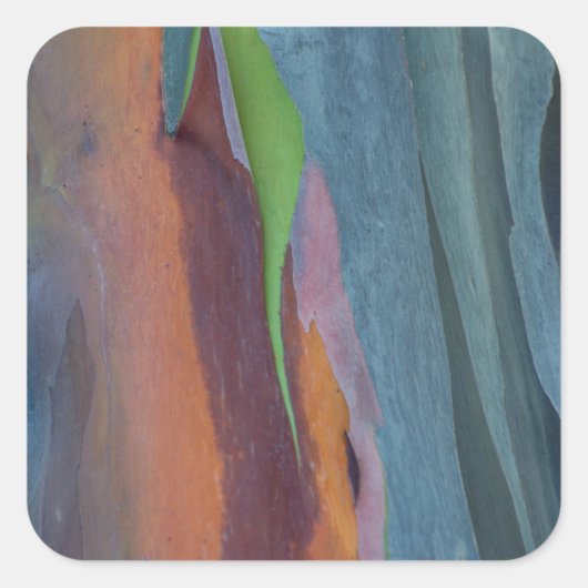 Abstract van regenbooggbomen vierkante sticker (Voorkant)