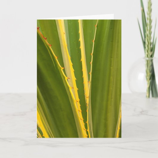 Abstracte afbeelding van Agave Plant Kaart (Voorkant)
