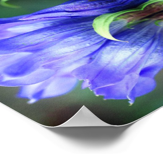 Abstracte blauw Gentian Flower Poster (Hoek)