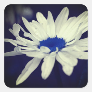 Abstracte Daisy Blue Center Flower Art Vierkante Sticker