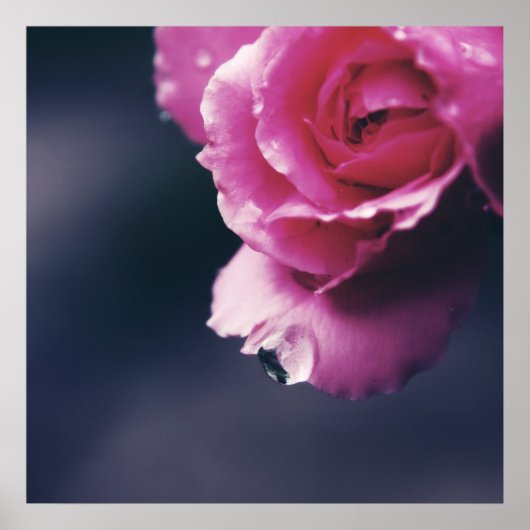 Abstracte drop-on roze roze roze macroomvormer poster (Voorkant)