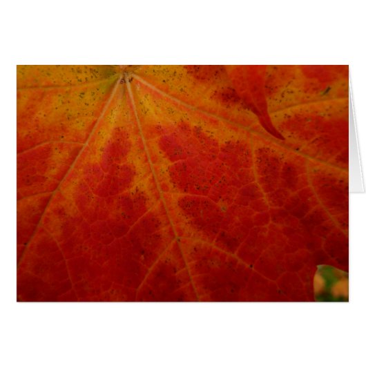 Abstracte herfst-natuurfotografie van rode esdoorn (Voorkant Horizontaal)