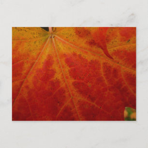 Abstracte herfst-natuurfotografie van rode esdoorn briefkaart