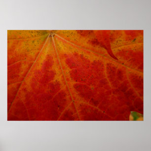 Abstracte herfst-natuurfotografie van rode esdoorn poster