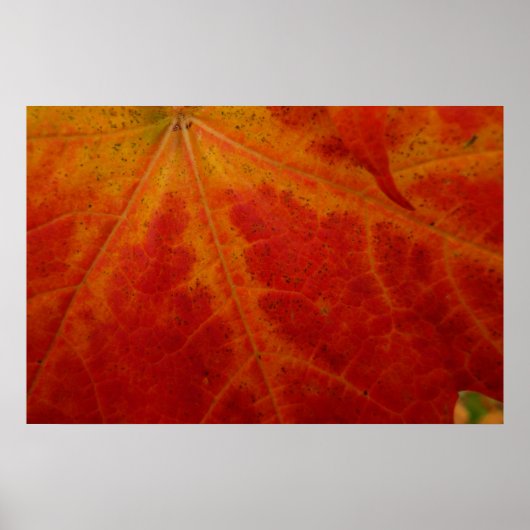 Abstracte herfst-natuurfotografie van rode esdoorn poster (Voorkant)