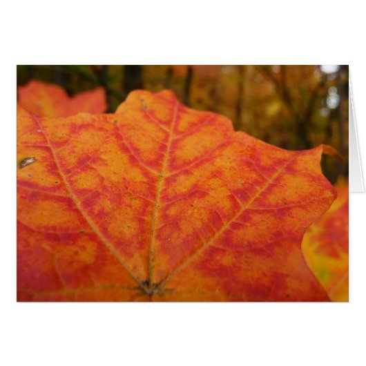 Abstracte herfst Sinaasappel- en Rode Maple Natuur (Voorkant Horizontaal)