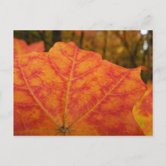 Abstracte herfst Sinaasappel- en Rode Maple Natuur Briefkaart (Voorkant)