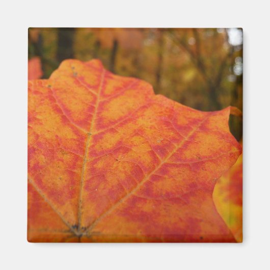 Abstracte herfst Sinaasappel- en Rode Maple Natuur Magneet (Voorkant)