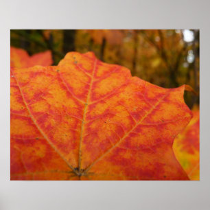 Abstracte herfst Sinaasappel- en Rode Maple Natuur Poster