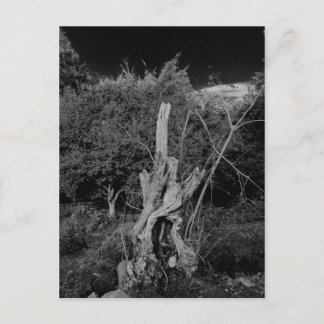 Abstracte horrorkunst - poppenhoofd in dode boom briefkaart